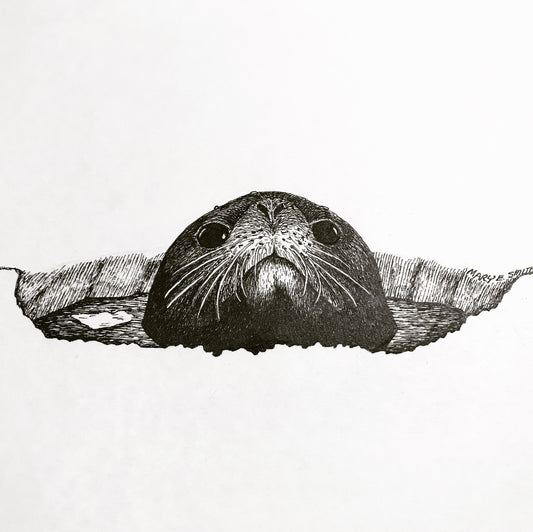 Harp Seal Pup B&W Art Sticker