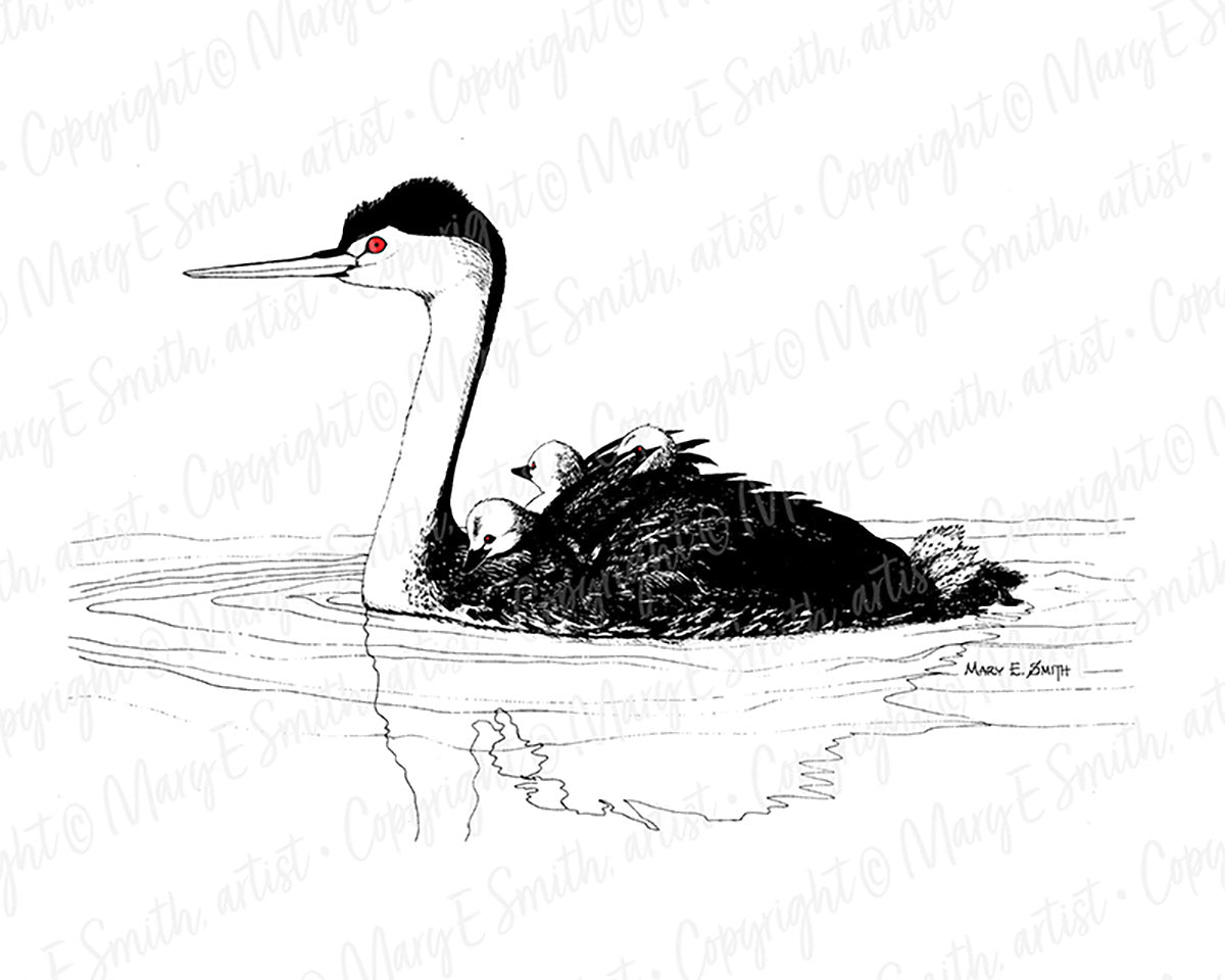 Western Grebe Hen & Chicks - Fine art Giclée 11"x14"
