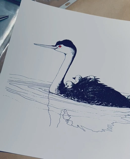 Western Grebe Hen & Chicks - Fine art Giclée 11"x14"